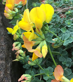 Lotus corniculatus var crassifolia